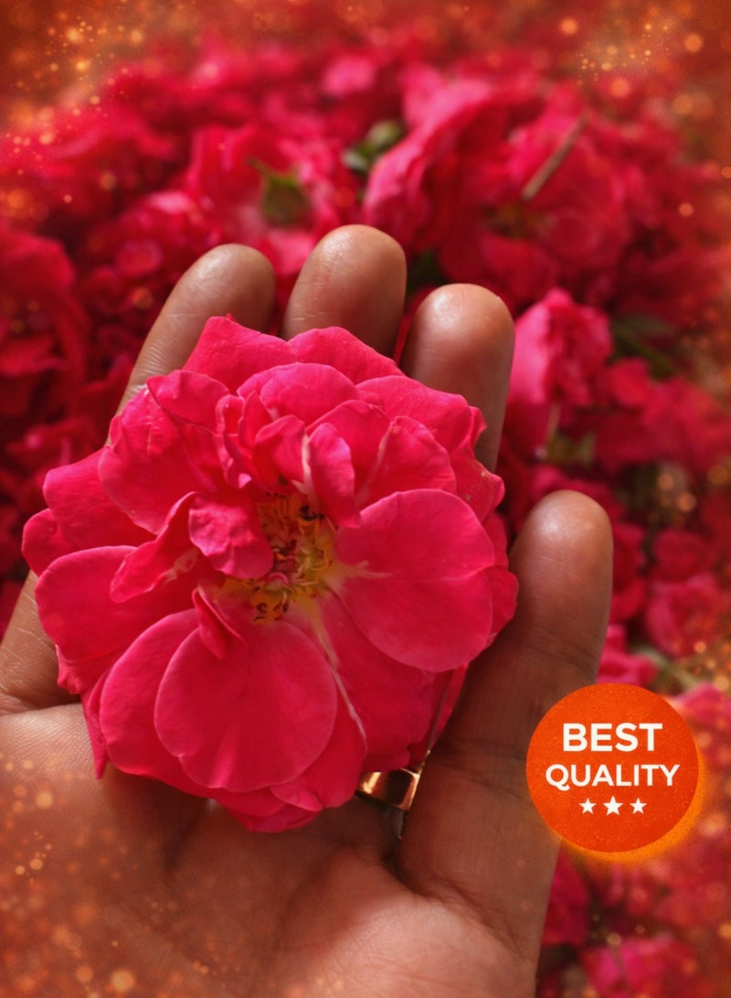 زهور الورد الأحمر الطازجة - ورود طبيعية منتقاة بعناية للاستخدام في الطقوس الدينية، وحفلات الزفاف، والديكورات، والمناسبات. - Image 3